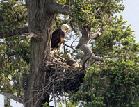 eaglet